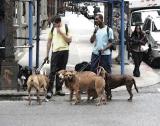 DogWalker.jpg